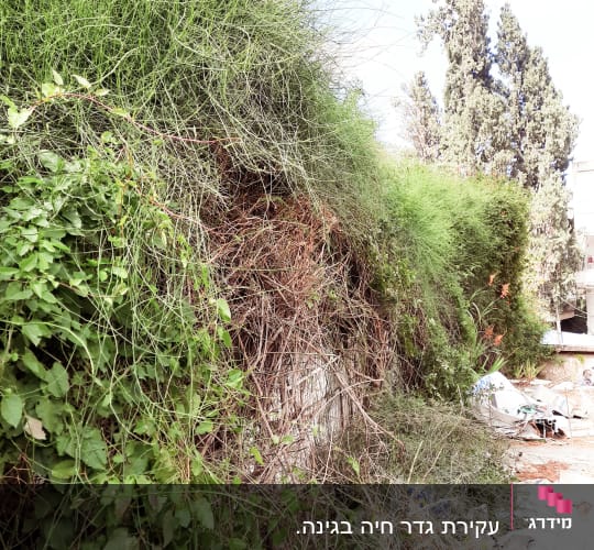 צמחייה צפופה עם עשבים שוטים וגדר חיה